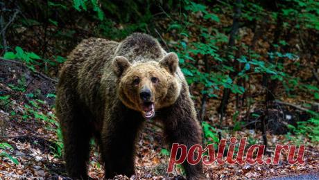 Девушка выжила после нападения гризли, который едва не откусил ей голову. В провинции Онтарио бегунье удалось отбиться от медведя-гризли, который напал на нее во время прогулки, хищник едва не откусил девушке голову. Об этом сообщает портал Today.com. 24-летняя Ванесса Чапут совершала пробежку по лесу вместе со ...