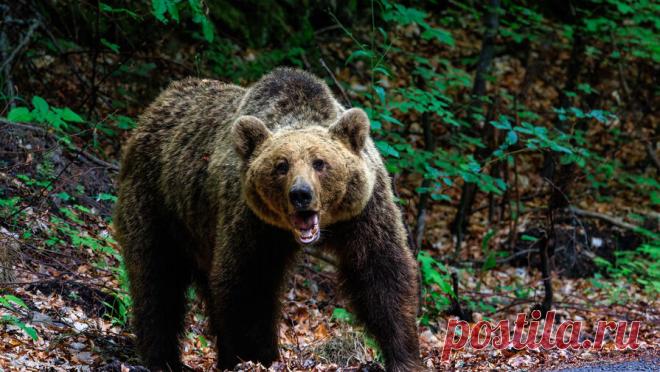 Девушка выжила после нападения гризли, который едва не откусил ей голову. В провинции Онтарио бегунье удалось отбиться от медведя-гризли, который напал на нее во время прогулки, хищник едва не откусил девушке голову. Об этом сообщает портал Today.com. 24-летняя Ванесса Чапут совершала пробежку по лесу вместе со ...