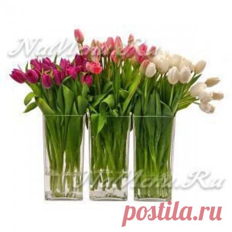 Что добавить в воду, чтобы тюльпаны дольше стояли