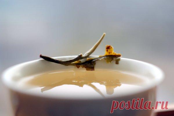 Зеленый чай для трезвого ума и твердой памяти после семидесяти | Чай, херес и немного кофе | Яндекс Дзен