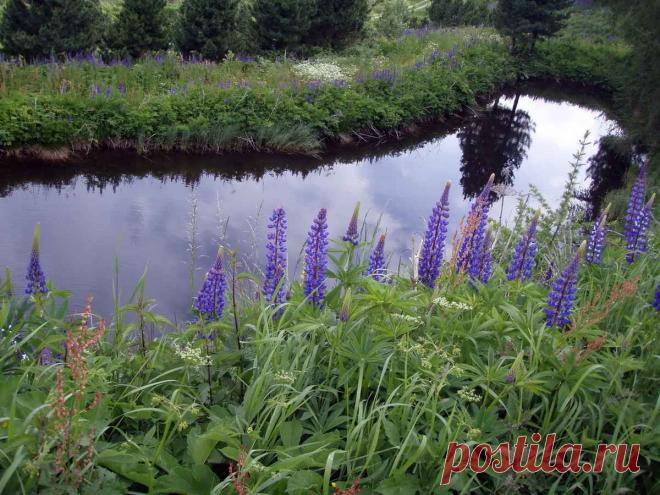 Пруд на участке | sovershenstvo-mysli.ru