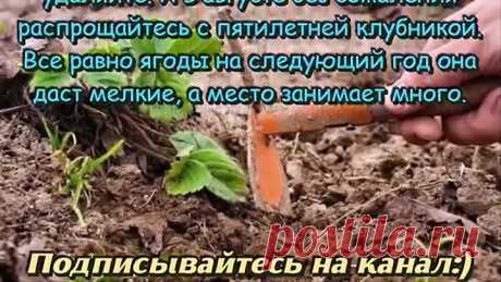 Уход за клубникой ПОСЛЕ СБОРА УРОЖАЯ 5 важных правил по уходу за клубникой в августе ДАЧНЫЕ СОВЕТЫ