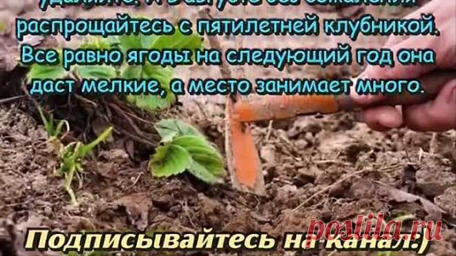 Уход за клубникой ПОСЛЕ СБОРА УРОЖАЯ 5 важных правил по уходу за клубникой в августе ДАЧНЫЕ СОВЕТЫ
