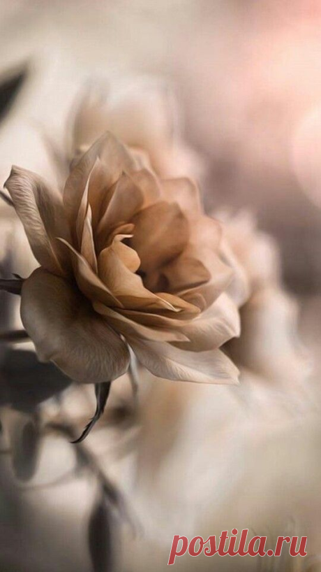 i (540×960)