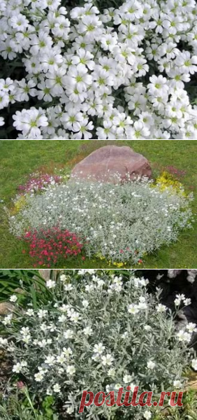 ясколка: 12 тыс изображений найдено в Яндекс.Картинках