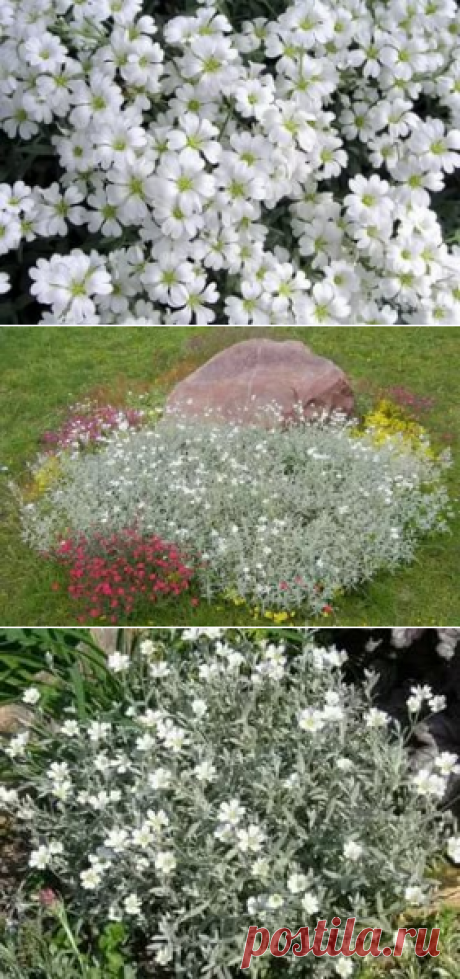 ясколка: 12 тыс изображений найдено в Яндекс.Картинках