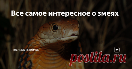 Все самое интересное о змеях Змеи в нашем понимании всегда будут ассоциироваться с чем-то опасным и злым, и в какой-то степени мы правы. Но мы многого не знаем об этих удивительных животных.