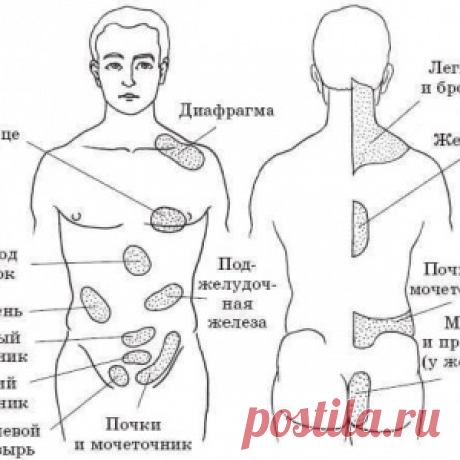 Зоны Захарьина-Геда: связь внутренних органов человека с определенными участками кожи