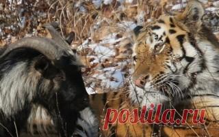 Тигра Амура и козла Тимура обвинили в нетрадиционной сексуальной ориентации Юрист из Новосибирска Алексей Крестьянов подал жалобу — Лесозаводск онлайн