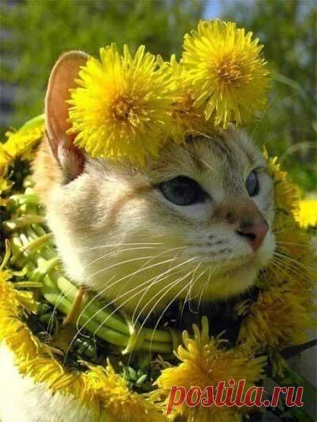 Весенние цветы... ОдуВаськи )))