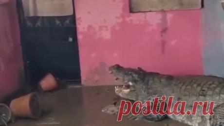 Индийский город заполонили крокодилы после наводнения. Город в Индии заполонили крокодилы после крупного наводнения, пишет Oddity Central. Местные жители признаются, что теперь им страшно выходить на улицу. Жители индийского города Вадодары пожаловались на полчища крокодилов, появившихся ...