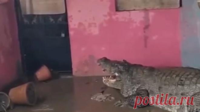 Индийский город заполонили крокодилы после наводнения. Город в Индии заполонили крокодилы после крупного наводнения, пишет Oddity Central. Местные жители признаются, что теперь им страшно выходить на улицу. Жители индийского города Вадодары пожаловались на полчища крокодилов, появившихся ...