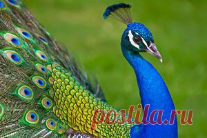 Люди привыкли считать, что роскошь и красивые вещи идут им только на пользу. О том, почему это не всегда так, расскажет вам моя поучительная басня в стихах.