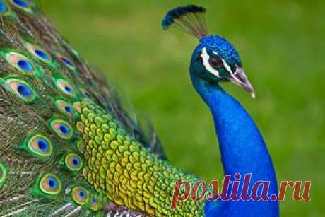 Люди привыкли считать, что роскошь и красивые вещи идут им только на пользу. О том, почему это не всегда так, расскажет вам моя поучительная басня в стихах.