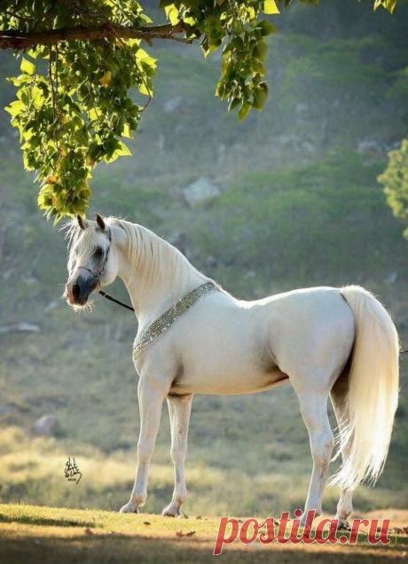 Белая лошадь - 51 фото - картинки: смотреть онлайн