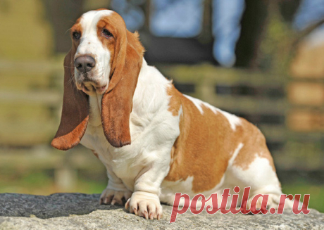 5 самых вальяжных пород собак | PetTips
