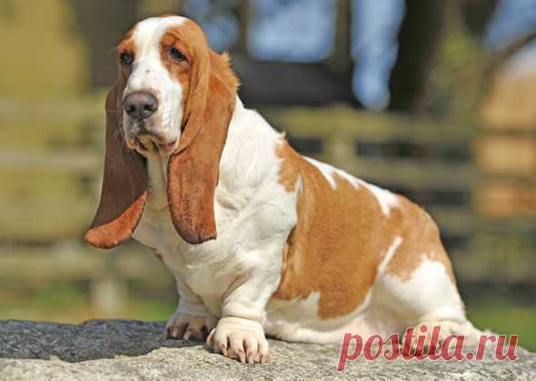 5 самых вальяжных пород собак | PetTips