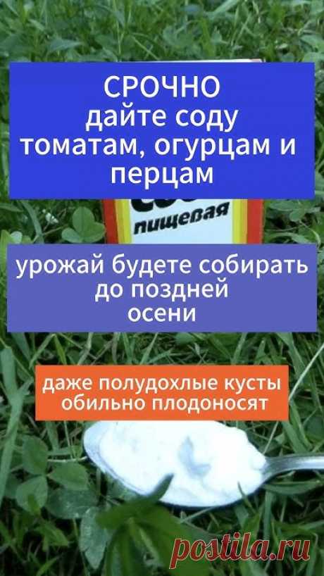 Пищевая сода незаменима для огурцов и томатов. В состав соды входит множество полезных веществ. Ее правильное применение, позволяет существенно укрепить имму...