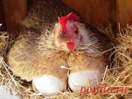 чтобы куры неслись зимой
