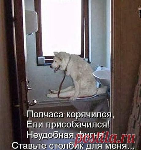 Собачьи радости (18.10.13) | SOFTMIXER