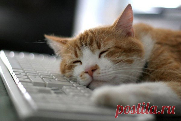 Котейки с клавиатурами