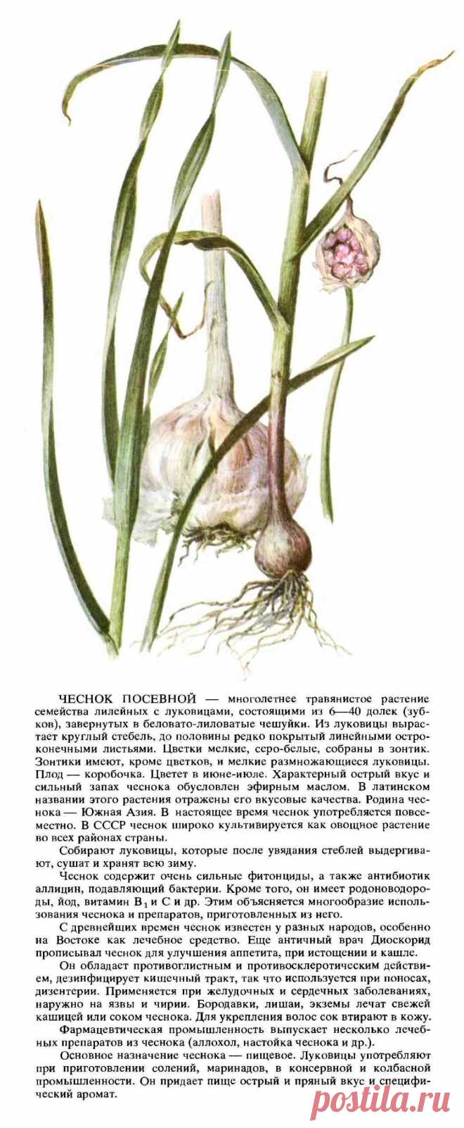 Чеснок посевной