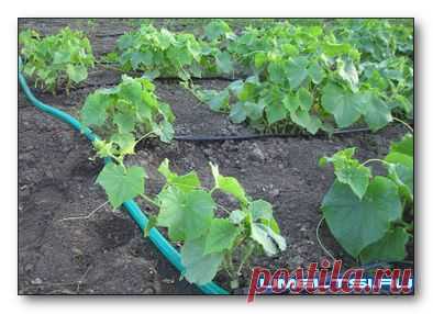 Системы капельного полива &raquo; Самоделки своими руками - сделай сам