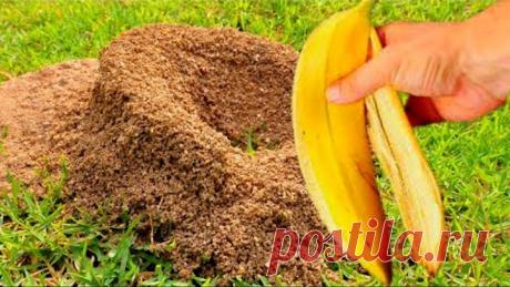 МУРАВЬИ ИСЧЕЗЛИ СРАЗУ НАВСЕГДА! СРЕДСТВО ЗА КОПЕЙКИ! ИЗБАВЛЯЮТСЯ ОТ МУРАВЬЕВ И ТЛИ! ДЕЛЮСЬ РЕЦЕПТОМ!