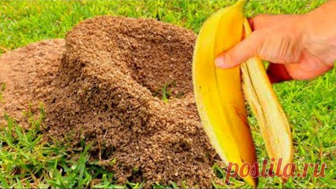 МУРАВЬИ ИСЧЕЗЛИ СРАЗУ НАВСЕГДА! СРЕДСТВО ЗА КОПЕЙКИ! ИЗБАВЛЯЮТСЯ ОТ МУРАВЬЕВ И ТЛИ! ДЕЛЮСЬ РЕЦЕПТОМ!