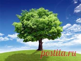 Дерево-покровитель по Знаку Зодиака-КЛЁН,ЯБЛОНЯ И ГРУША