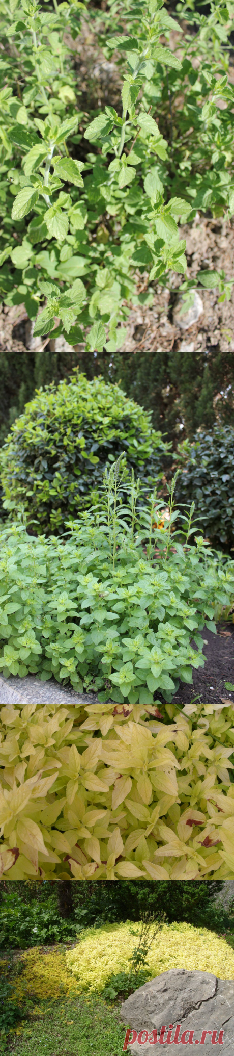 Горная трава, приносящая радость, или материнка / Журнал садовода  Uleyskaya / 7dach.ru