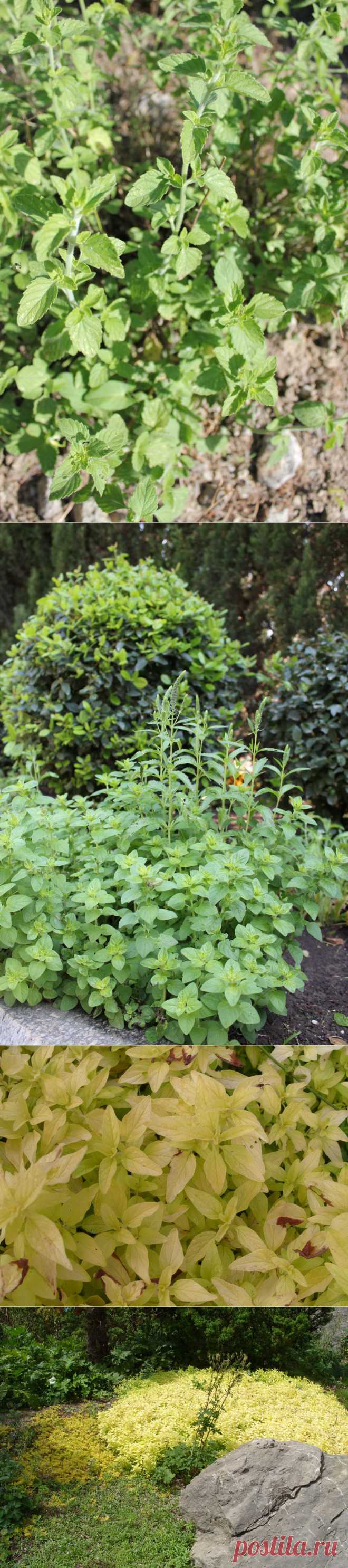 Горная трава, приносящая радость, или материнка / Журнал садовода  Uleyskaya / 7dach.ru