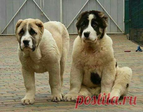 ((((Положительное Настроение))))
Петр Рубашкин