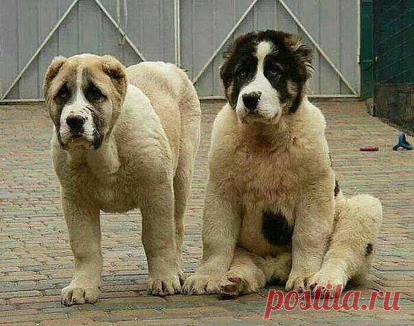 ((((Положительное Настроение))))
Петр Рубашкин