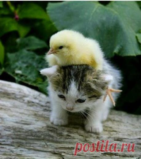 (1) Facebook