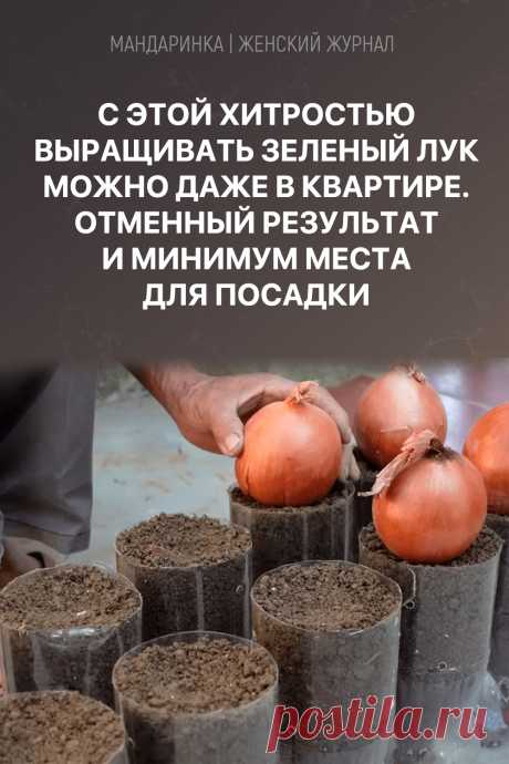 С этой хитростью выращивать зеленый лук можно даже в квартире. Отменный результат и минимум места для посадки