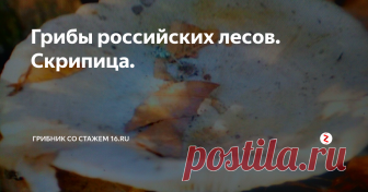 Грибы российских лесов. Скрипица. МОЖНО ЛИ ЕЁ КУШАТЬ? ИЛИ ОНА ТОЛЬКО СКРИПИТ, КАК ПРУЖИНЫ СТАРОГО ДИВАНА, ИССОХШИЕ ПОЛОВИЦЫ ИЛИ ИЗДАЁТ ЗВУК, КАК ГВОЗДЬ ПО СТЕКЛУ И ЗА ЭТО ЕЁ ЦЕНЯТ?
Также их называют ещё скрипухами, подскрёбышами, сухим груздем.
Эти грибы встречаются относительно часто в хвойных и смешанных лесах, с конца июля и по сентябрь. Часто большими группами. Затем они резко идут на убыль. Сверху замаскированы слоем приподня