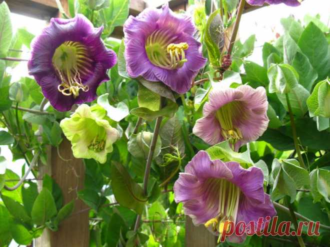 КРАСАВИЦА КОБЕЯ