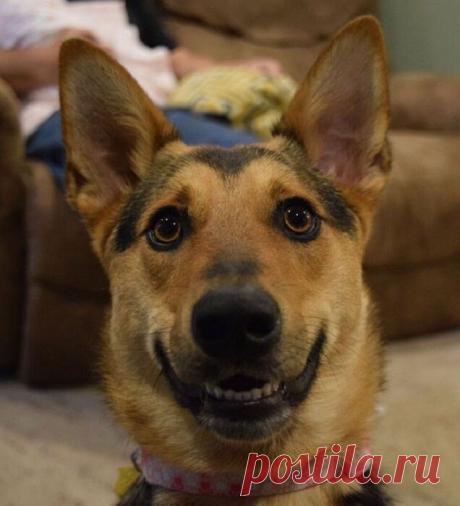 20 забавных фотографий животных, глядя на которые сдержать улыбку не получится