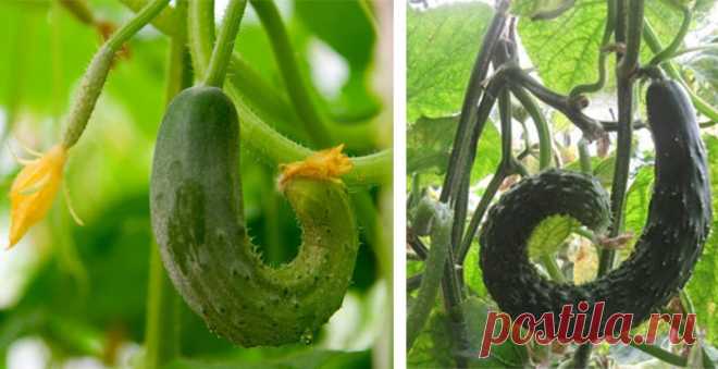 Огурцы растут крючком: почему, причина, каких не хватает удобрений, что делать, чем подкормить