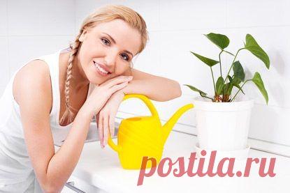 Топ-10 комнатных растений, полезных для здоровья / Домоседы