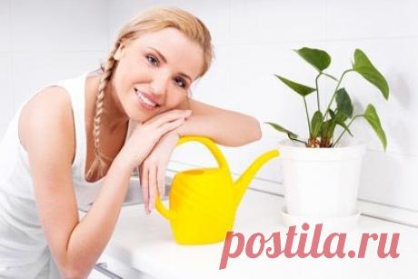 Топ-10 комнатных растений, полезных для здоровья / Домоседы