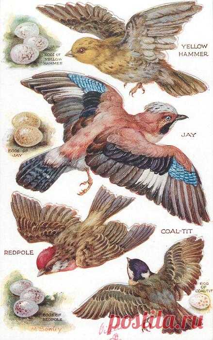 YELLOW HAMMER, JAY, COAL-TIT, REDPOLE & their eggs - TuckDB Postcards