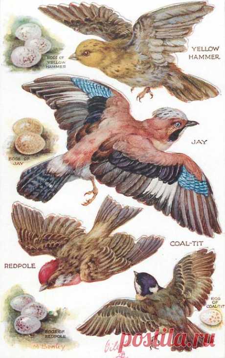 YELLOW HAMMER, JAY, COAL-TIT, REDPOLE & their eggs - TuckDB Postcards