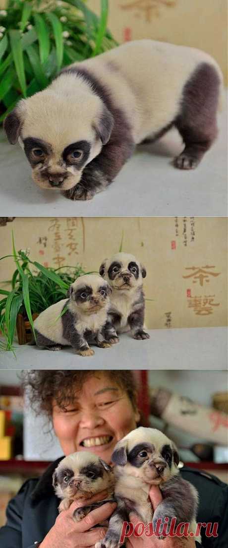 Такие няшные щеночки / Питомцы