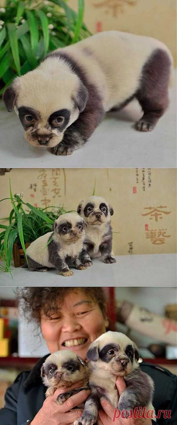 Такие няшные щеночки / Питомцы