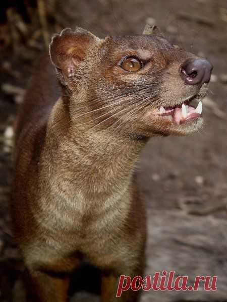 Необычные животные | Дай лапку