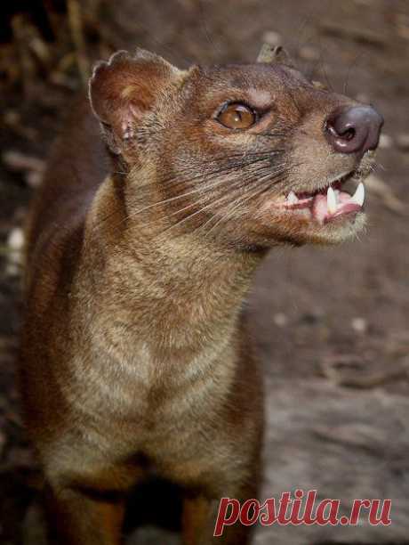 Необычные животные | Дай лапку