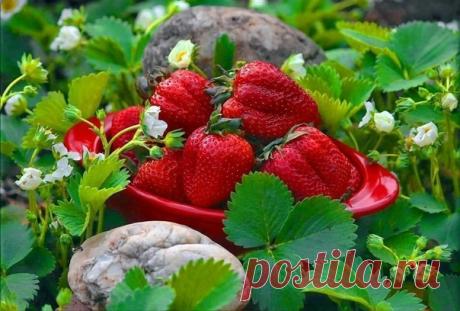 ВЕСЕННИЕ ЗАБОТЫ НА КЛУБНИЧНЫХ ГРЯДКАХ


 ОБРЕЗКА ПЕРЕЗИМОВАВШИХ КУСТОВ
Обрежьте секатором или ножницами старые, коричневые, увядшие листья и усы. Это необходимо, чтобы очистить грядки от патогенов и позволить нарастать свежей зелени.

ОПРЫСКИВАНИЕ КУСТОВ

Когда лист уже начал нарастать опрыскайте их препаратом "Фитолавин" 5 мл на 1 л воды плюс 1 мл Фармайод. Делаем это для профилактики и лечения болезней (мучнистой росы, серой гнили и пр.) в теплую сухую погоду.

Если в пр...