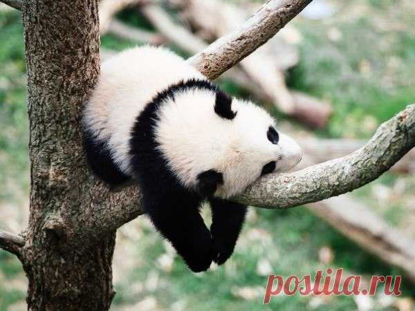 КАКОЙ СЕГОДНЯ ПРАЗДНИК? 6 Мая 2016 г. – Пятница • День герба и флага Москвы 11 лет • День встречи с Белым Рыцарем • День рождения авиационной группы "Стрижи" 25 лет • День шпагоглотателей • Именины у Анатолия, Александры, Георгия, Ивана • День Святого Георгия Победоносца • День Даждьбога • Егорьев день